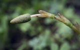 Equisetum sylvaticum