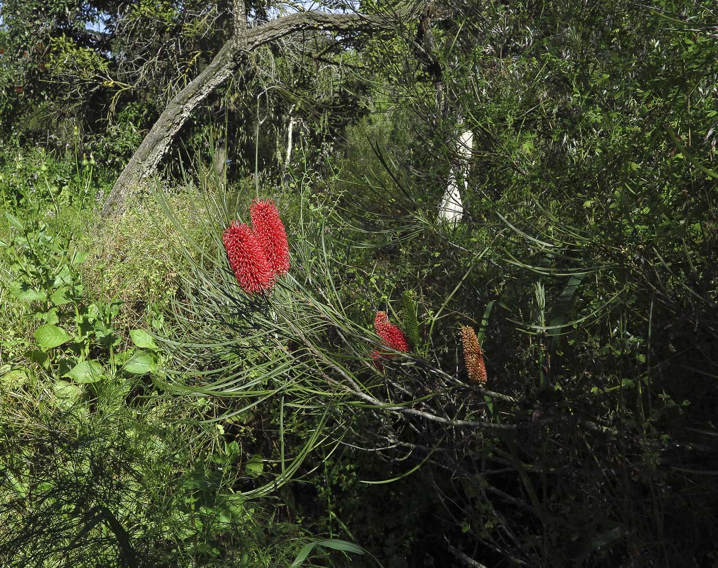 Изображение особи Hakea bucculenta.