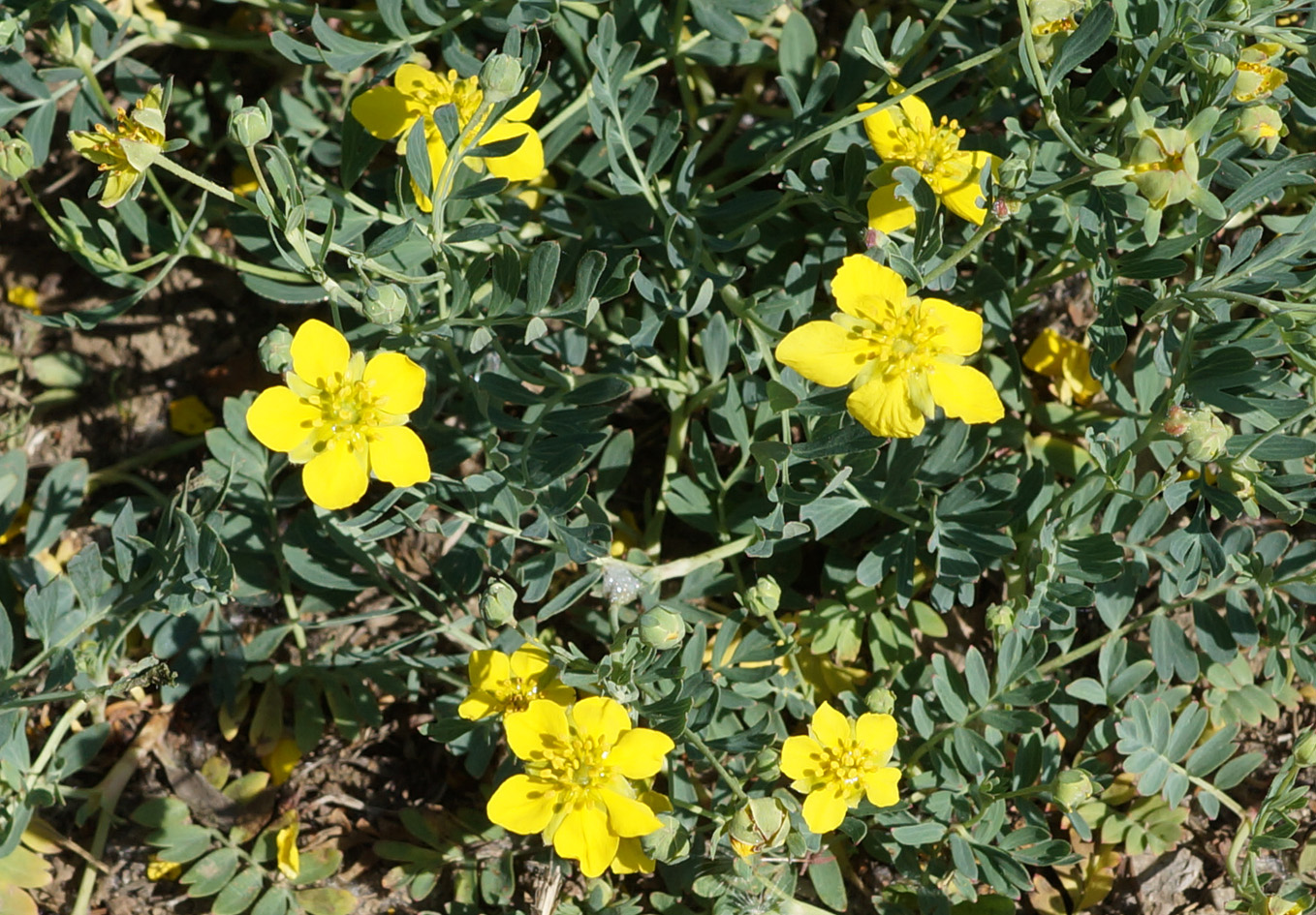 Изображение особи Potentilla semiglabra.