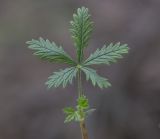 genus Potentilla