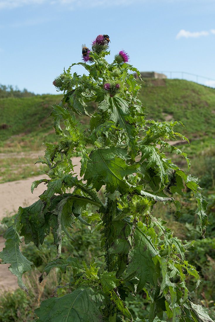 Изображение особи Carduus crispus.