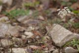 Daucus carota