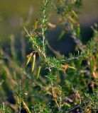 Caragana pygmaea. Верхушка ветви с плодами. Хакасия, Ширинский р-н, берег оз. Шунет, на скале. 12.07.2018.