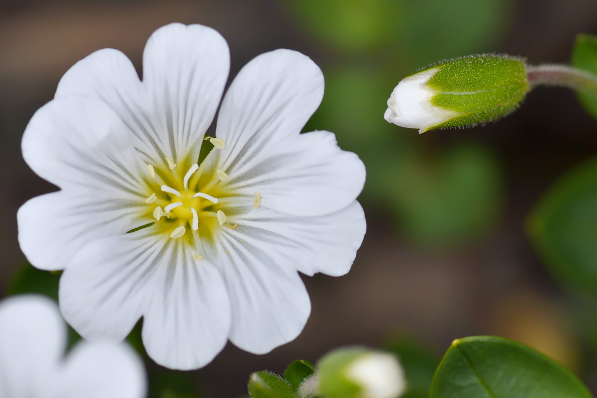 Изображение особи Cerastium polymorphum.