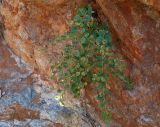 Capparis orientalis