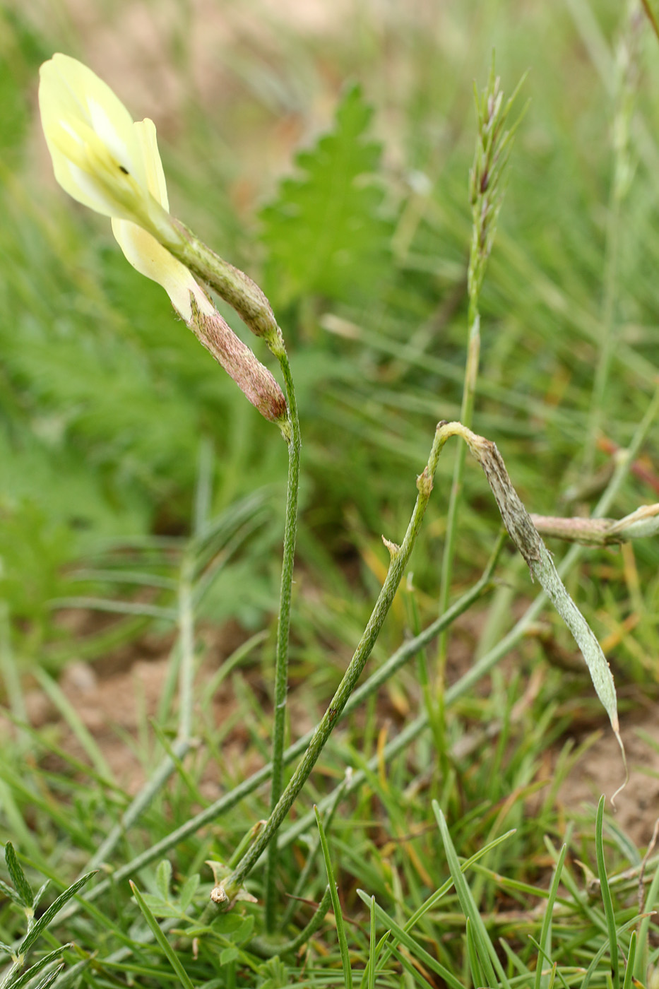 Image of Astragalus maverranagri specimen.