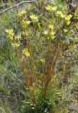 Saxifraga hirculus