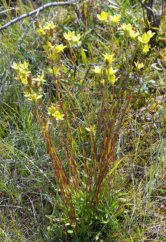 Image of Saxifraga hirculus specimen.