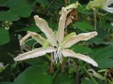 Bauhinia forficata