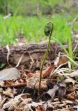 Cornopteris crenulatoserrulata. Разворачивающаяся вайя. Приморский край, окр. г. Владивостока, в широколиственном лесу в долине ручья. 08.05.2020.