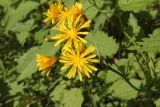 Crepis paludosa