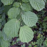 Corylus avellana