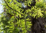 Taxodium distichum