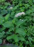 Lysimachia clethroides