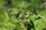 Pulmonaria obscura. Соплодие с незрелыми плодами. Санкт-Петербург, Дудергофские высоты, широколиственный лес на склоне южной экспозиции. 12.05.2023.