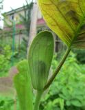 Liriodendron chinense