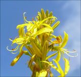 Asphodeline lutea