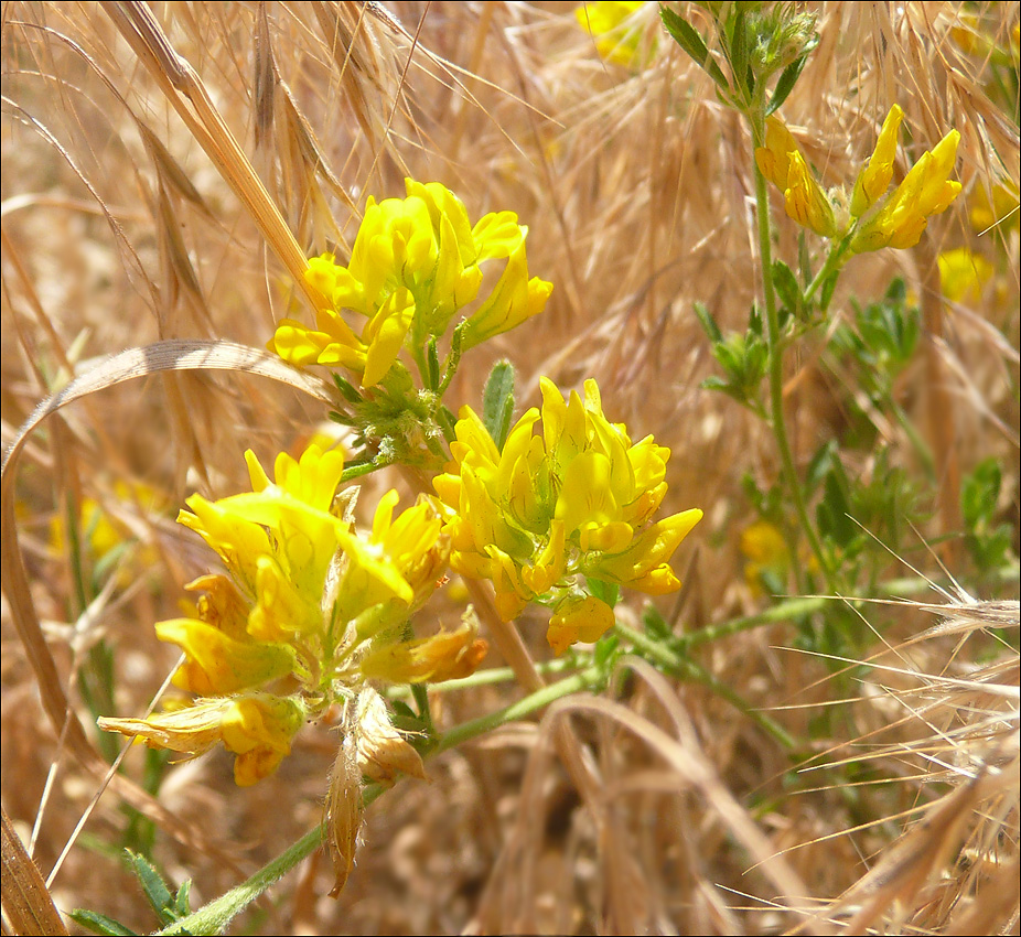 Изображение особи Medicago romanica.