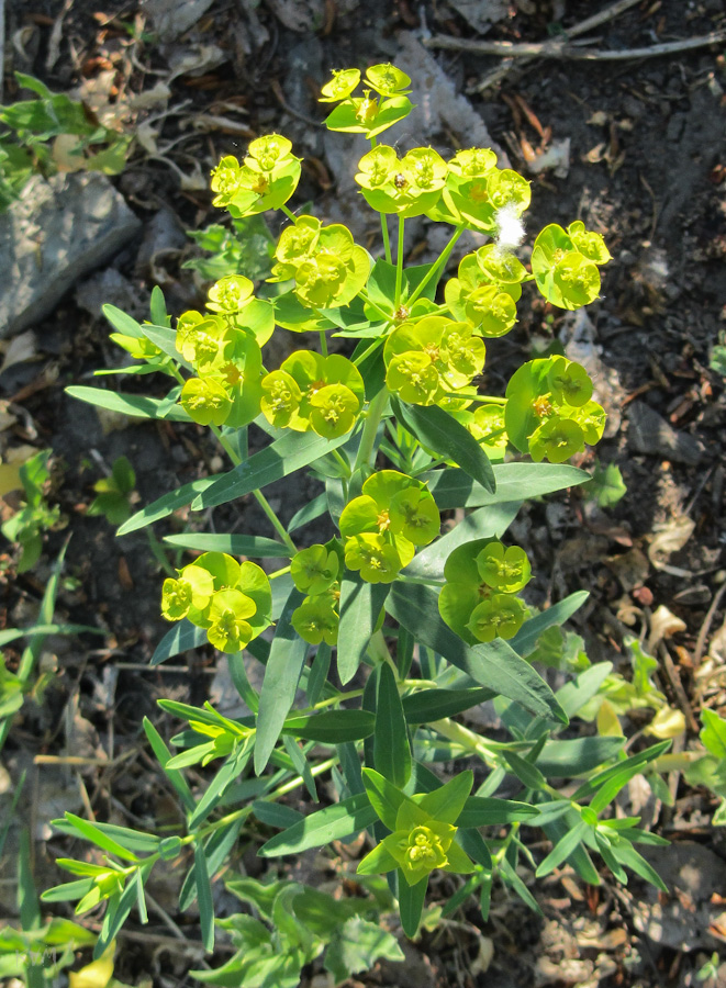 Изображение особи Euphorbia virgata.
