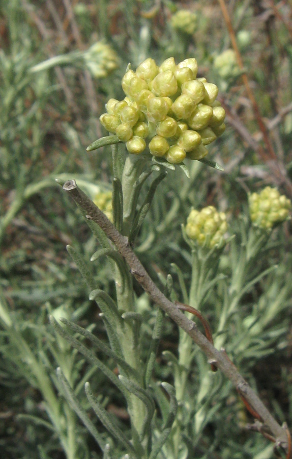 Изображение особи Helichrysum italicum.