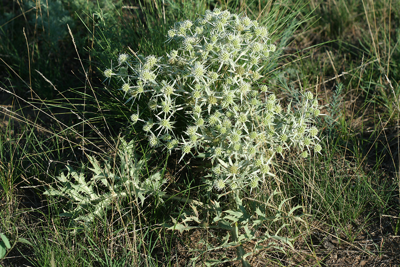 Изображение особи Eryngium campestre.