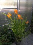 Crocosmia aurea