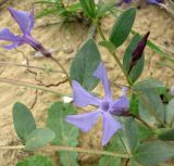 Vinca herbacea