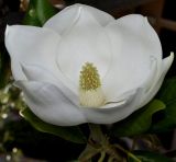 Magnolia grandiflora. Цветок. Греция, Пиерия, с. Платамонас (Πλαταμώνας), в культуре. 08.06.2013.