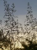 Poa angustifolia. Соцветия. Республика Молдова, пригород Кишинёва пос. Кодру, в огороде. 9 мая 2013 г.