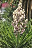 Yucca treculeana. Цветущее растение. Крым, Ялтинский горсовет, пос. Никита, Никитский ботанический сад, в культуре. 5 августа 2013 г.