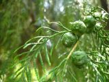 Cupressus funebris