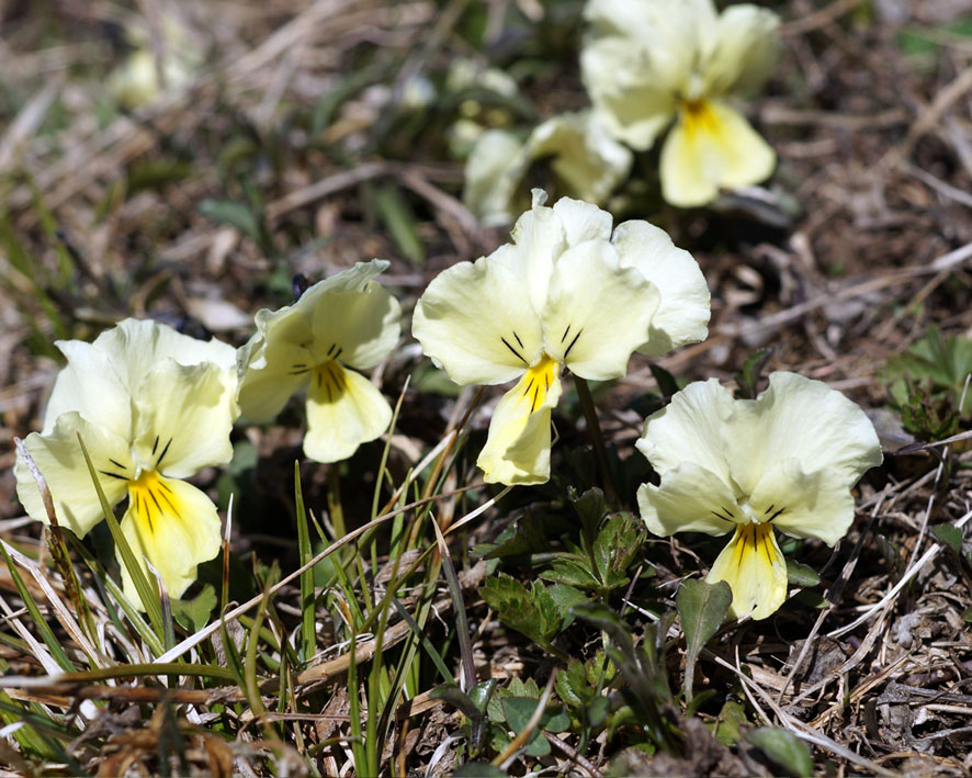 Изображение особи Viola oreades.