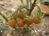 Solanum zelenetzkii