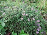 Thymus jenisseensis