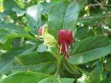 Lonicera karelinii