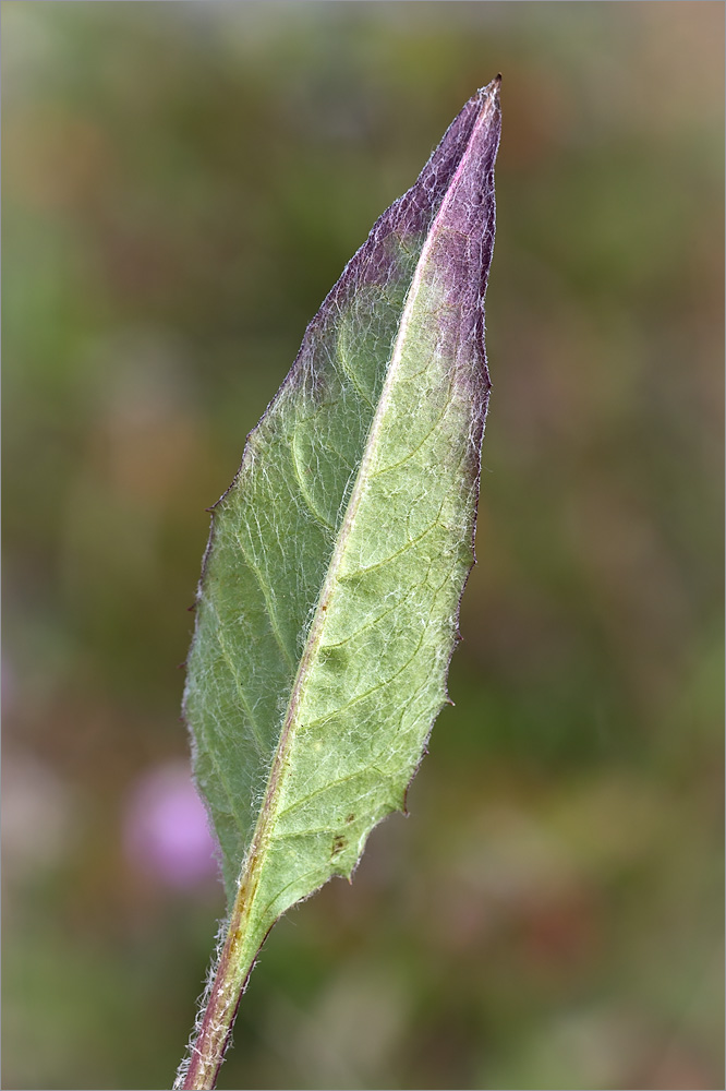 Изображение особи Saussurea alpina.