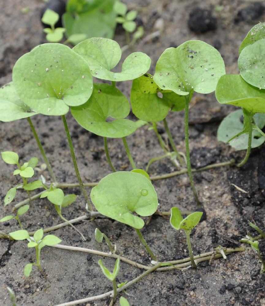 Изображение особи семейство Convolvulaceae.