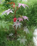 Ricinus communis. Цветущее и плодоносящее растение в парке. Восточный Казахстан, г. Усть-Каменогорск, в культуре. 29.07.2012.