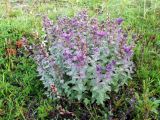 Bartsia alpina