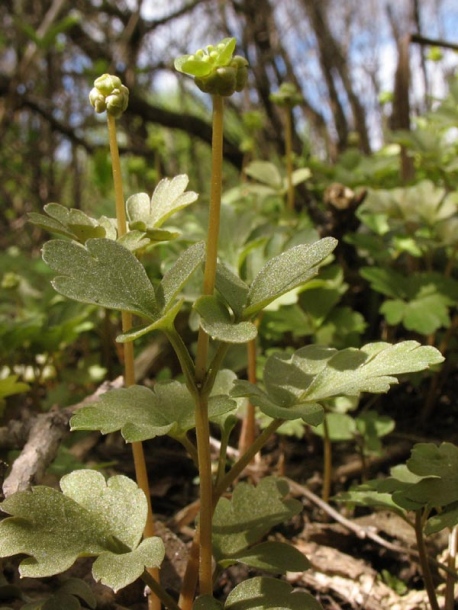 Изображение особи Adoxa moschatellina.