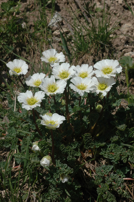Изображение особи Callianthemum alatavicum.
