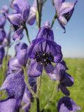 Aconitum baicalense. Цветок. Иркутская обл., Иркутский р-н, окр. дер. Позднякова, заболоченный луг с редкими кустарниками. 07.08.2015.