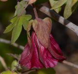 genus Gossypium