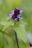 Prunella vulgaris