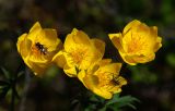 Trollius sibiricus