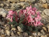 Dicentra peregrina. Цветущее растение. Магаданская обл., Ольский р-н, бассейн р. Окса, каменистая сопка. 04.06.2012.