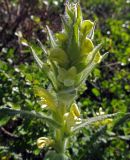 Pedicularis tristis