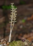 Neottia asiatica