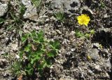 Potentilla gelida