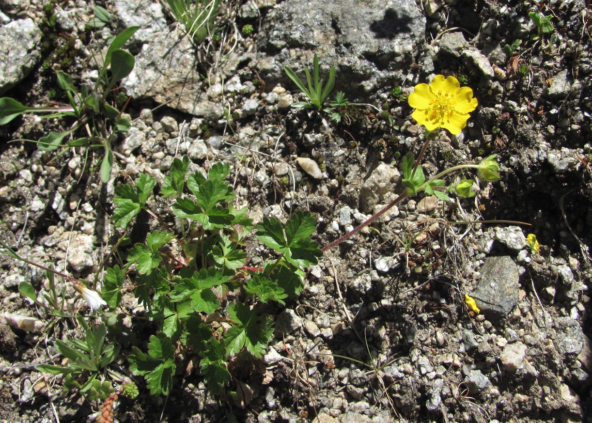 Изображение особи Potentilla gelida.